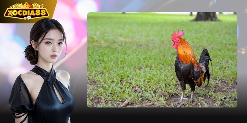 Đá Gà Cựa Sắt – Cá cược Đá Gà Cựa Sắt, xem đá gà trực tiếp full HD 6 Kỹ thuật đỉnh cao, mẹo chơi hiệu quả.