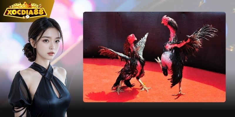 Đá Gà Cựa Sắt – Cá cược Đá Gà Cựa Sắt, xem đá gà trực tiếp full HD 4 Trò chơi truyền thống, kịch tính đỉnh cao.